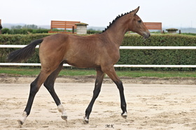 Celline Ruf